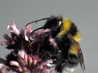 Bombus hortorum 1, Tuinhommel, Saxifraga-Frits Bink