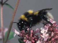 Bombus hortorum 2, Tuinhommel, Saxifraga-Frits Bink