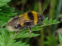 Bombus hortorum 3, Tuinhommel, Saxifraga-Ab H Baas