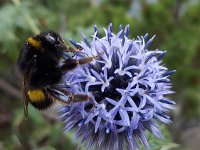 Tuinhommel op Kogeldistel  Bombus hortorum on Echinops sphaerocephalus : blue, Bombus hortorum, bumblebee, Echinops sphaerocephalus, feeding, flora, floral, flower, Garden bumblebee, Globe-thistle, growth, hairy, insect, natural, nature, no people, nobody, peatl, petals, purple, summer, summertime, wildlife, glandular globe-thistle, great globe-thistle, pale globe-thistle