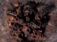 Bombus hypnorum 3, Boomhommel, nest, Saxifraga-Frits Bink