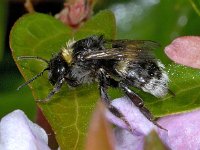 Bombus cf lucorum #03257 : Bombus lucorum, White-tailed bumblebee, Veldhommel