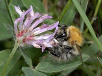 Bombus pascuorum #02011 : Bombus pascuorum, Common carder bumblebee, Akkerhommel