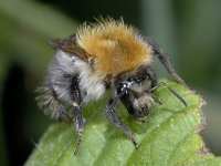 Bombus pascuorum 02 #02263 : Akkerhommel, Bombus pascuorum, Brown bumblebee