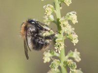 Bombus pascuorum 13, Akkerhommel, Saxifraga-Mark Zekhuis