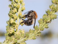 Bombus pascuorum 14, Akkerhommel, Saxifraga-Mark Zekhuis