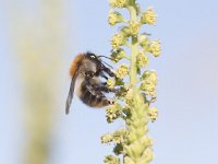 Bombus pascuorum 15, Akkerhommel, Saxifraga-Mark Zekhuis