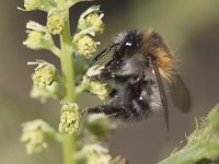 Bombus pascuorum 16, Akkerhommel, Saxifraga-Mark Zekhuis