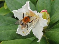 Bombus pascuorum 17, Akkerhommel, Saxifraga-Ab H Baas