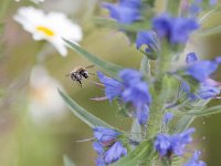 Bombus pascuorum 18, Akkerhommel, Saxifraga-Mark Zekhuis