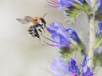 Bombus pascuorum 19, Akkerhommel, Saxifraga-Mark Zekhuis