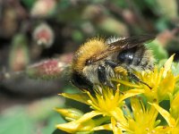 Bombus pascuorum 2, Akkerhommel, Saxifraga-Frits Bink