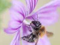 Bombus pascuorum 21, Akkerhommel, Saxifraga-Mark Zekhuis