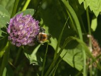 Bombus pascuorum 27, Akkerhommel, Saxifraga-Jan van der Straaten