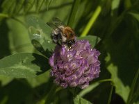 Bombus pascuorum 28, Akkerhommel, Saxifraga-Jan van der Straaten