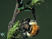 Bombus pascuorum 3, Akkerhommel, female, Saxifraga-Frits Bink