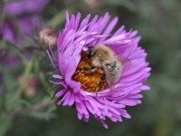 Bombus pascuorum 31, Akkerhommel, Saxifraga-Tom Heijnen