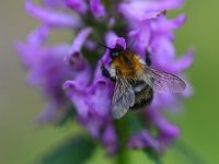 Bombus pascuorum 32, Akkerhommel, Saxifraga-Tom Heijnen