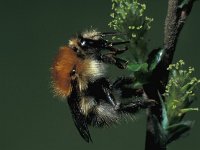 Bombus pascuorum 4, Akkerhommel, female, Saxifraga-Frits Bink