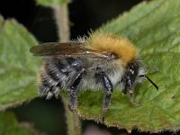 Bombus pascuorum #02339 : Bombus pascuorum, Akkerhommel