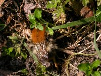 Bombus pascuorum 6, Akkerhommel, Saxifraga-Peter Meininger