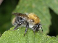 Bombus pascuorum 02 #02262 : Bombus lapidarius, Red-tailed bumble bee, Steenhommel