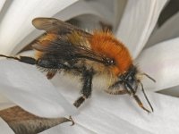 Bombus pascuorum 01 #46721 : Bombus pascuorum, Akkerhommel