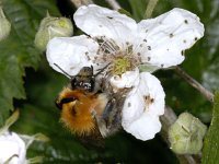 Bombus pascuorum 01 #01878 : Akkerhommel, Bombus pascuorum, Brown bumblebee