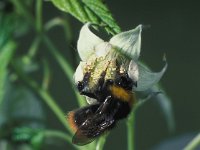 Bombus pratorum, Early Humble Bee