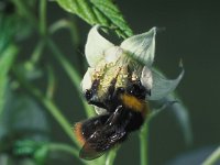 Bombus pratorum 1, Weidehommel, Saxifraga-Frits Bink