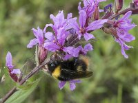 Bombus pratorum 10, Weidehommel, Saxifraga-Willem van Kruijsbergen