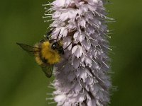 Bombus pratorum 13, Weidehommel, Saxifraga-Jan van der Straaten