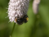 Bombus pratorum 15, Weidehommel, Saxifraga-Jan van der Straaten