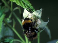 Bombus pratorum 2, Weidehommel, Saxifraga-Frits Bink