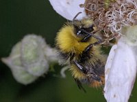 Bombus pratorum #02349 : Bombus pratorum: Weidehommel