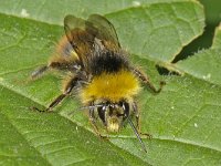 Bombus pratorum 4, Weidehommel, Saxifraga-Ab H Baas