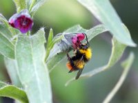 Bombus pratorum 6, Weidehommel, Saxifraga-Bart Vastenhouw