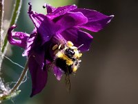 Bombus pratorum 7, Weidehommel, Saxifraga-Bart Vastenhouw