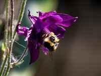 Bombus pratorum 8, Weidehommel, Saxifraga-Bart Vastenhouw