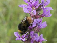 Bombus pratorum 9, Weidehommel, Saxifraga-Willem van Kruijsbergen