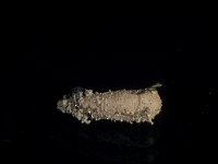 Cerceris rybyensis 3, Groefbijendoder, larva, Saxifraga-Frits Bink