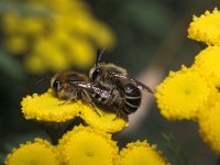 Colletes daviesanus 1, Wormkruidbij, copulation, Saxifraga-Pieter van Breugel