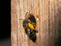 Colletes daviesanus 2, Wormkruidbij, female, Saxifraga-Pieter van Breugel