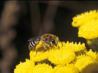 Colletes daviesanus 3, Wormkruidbij, female, Saxifraga-Pieter van Breugel