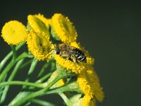 Colletes daviesanus 4, Wormkruidbij, female, Saxifraga-Frits Bink