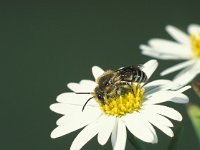 Colletes daviesanus 5, Wormkruidbij, male, Saxifraga-Frits Bink