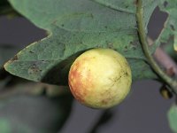 Cynips quercusfolii 1, Gewone eikengalwesp, Saxifraga-Frits Bink