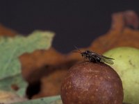 Cynips quercusfolii 2, Gewone eikengalwesp, Saxifraga-Frits Bink