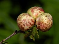 Cynips quercusfolii #01 : Cynips quercusfolii, Gewone eikengalwesp: Gall wasps