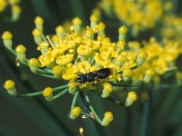 Hylaeus communis, Common Yellow Face Bee